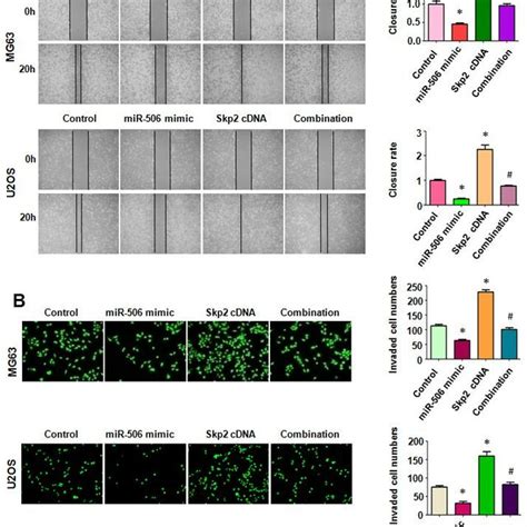 Skp2 Overexpression Rescues MiR 506 Induced Inhibition Of Motility A