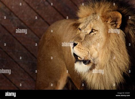 Colchester Zoo Lion Hi Res Stock Photography And Images Alamy