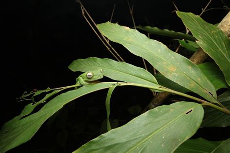 Black Webbed Flying Frog From Suan Phueng Amphoe Suan Phueng