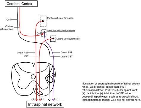 Frontiers New Insights Into The Pathophysiology Of Post Stroke Spasticity