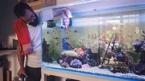 How To Clean And Maintain A Saltwater Aquarium Howstuffworks