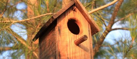 Taller De Cajas Nido Para Aves Inicio