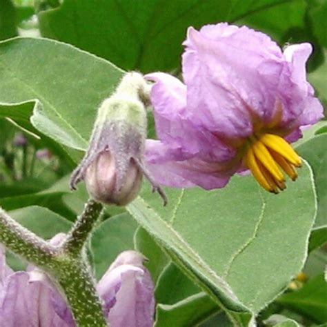 Aubergine Black Beauty Solanum Melongena Bio Saatgut