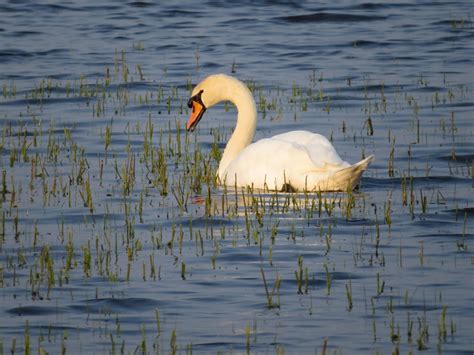 GOOD MORNING SOLOGNE L OBSERVATOIRE DE L ETANG DE BEAUMONT