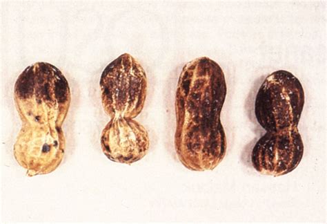 Soilborne Diseases of Peanut | Oklahoma State University