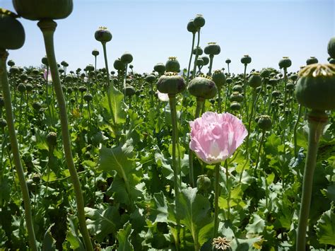 Even More Photos of US/NATO Troops Patrolling Opium Poppy Fields in Afghanistan | Public ...