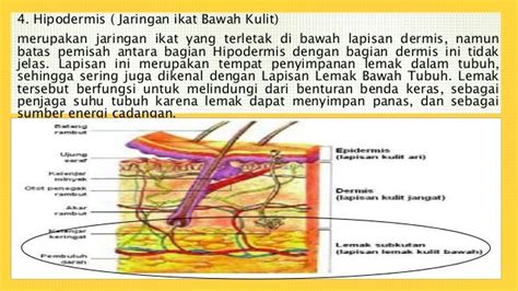 Kulit Dan Cara Kerjanya