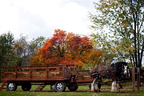 Horse Drawn Hayride Hayride Horse Drawn Horses