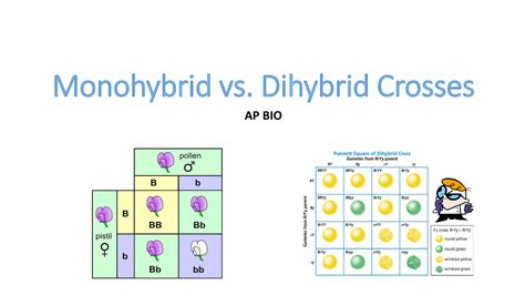 Monohybrid Vs Dihybrid Crosses Mr Smith Lecture Notes Biology