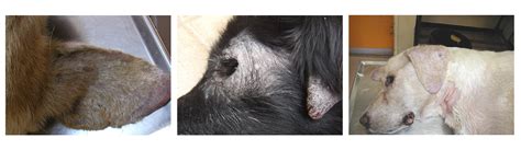 Canine Leishmaniasis Biogal Labs Tips