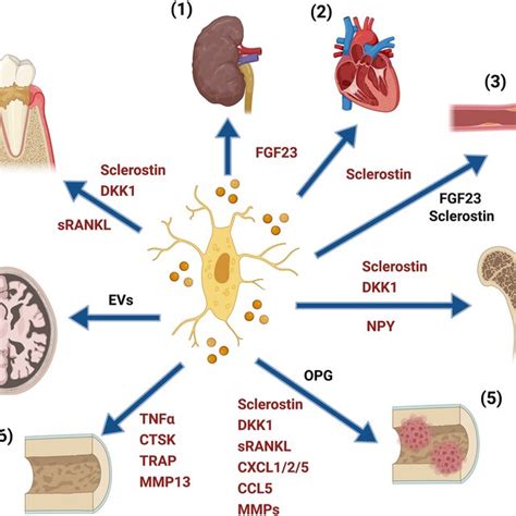 Osteocytes Regulate Multiple Tissues Through Their Secretome Osteocyte