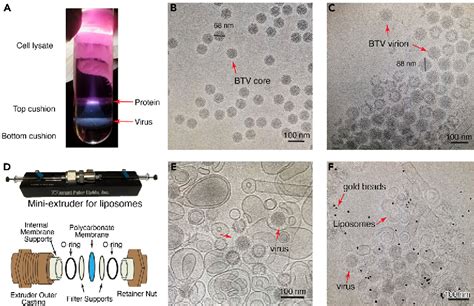 Figure 1 From Using CryoEM And CryoET To Visualize Membrane Penetration