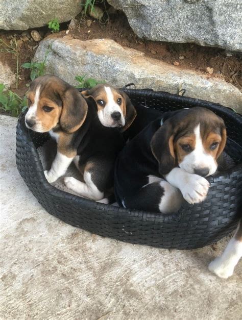 Chiot Beagle Lof UnCompagnon Fr