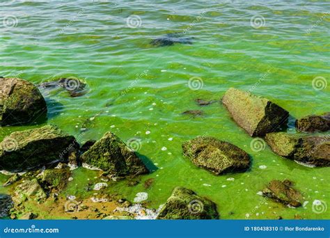 Green Algae Pollution On The Water Surface Ecological Concept Stock