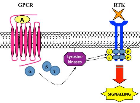 Tyrosine Kinases Dependent RTK Transactivation RTK Transactivation May