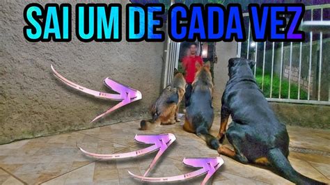 Toda Vez Que Abro O Port O O Meu Cachorro Foge Oque Eu Fa O Pra Ele