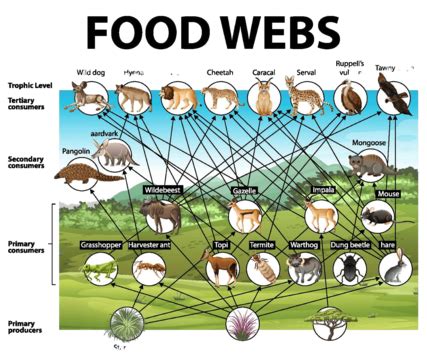 Biology Food Chains Diagram Education Poster Fauna Biological African Vector, Fauna, Biological ...