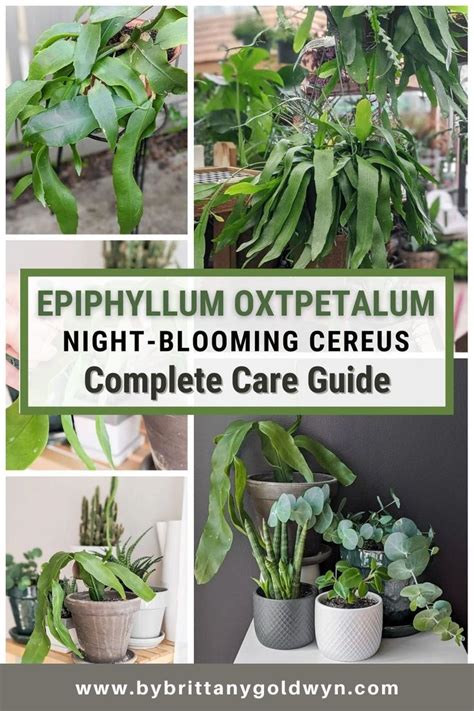 All About Epiphyllum Oxypetalum Care A Spectacular Night Bloomer