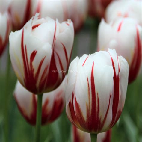 Tulipa Happy Generation Rosen Online Kaufen Im Rosenhof Schultheis