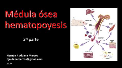 Médula ósea Y Hematopoyesis Tercera Parte De Tres Hernán Aldana Marcos Youtube