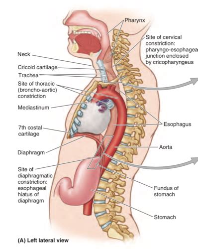 Organs Of The Gi Tract Flashcards Quizlet