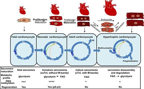 Multimodal Regulation Of Cardiac Myocyte Proliferation Circulation