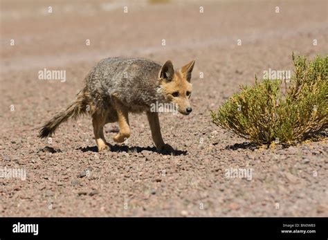 Zorro gris sudamericano Lycalopex griseus también conocido como