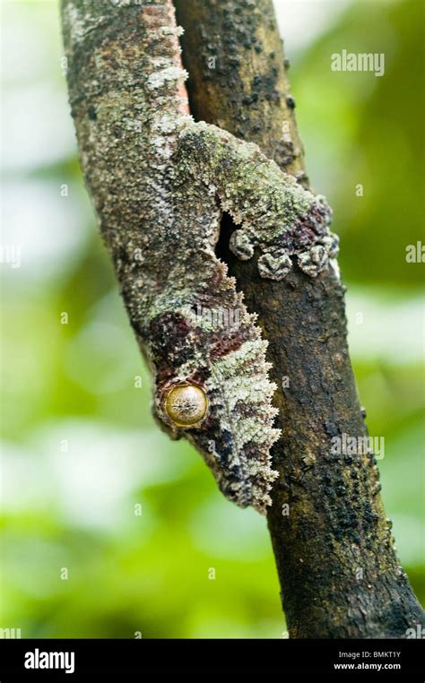 Madagascar Toamasina Giant Gecko Queue De Feuille Uroplatus