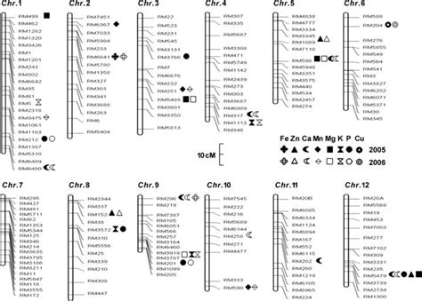 Chromosomal Locations Of Putative Quantitative Trait Loci Qtls For