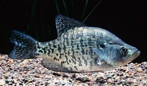 White Crappie Great Lakes Fishes Field Guide · Inaturalist