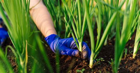 How To Plant And Grow Scallions Gardeners Path