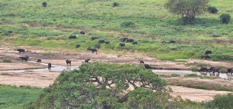 Days Epic Tarangire Materuni Kilimanjaro Safari In Tarangire Tanzania