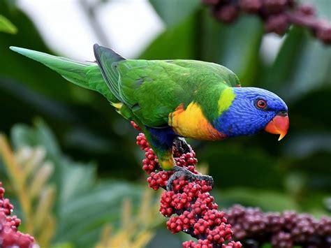 Top 20 Most Beautiful Colorful Birds In The World