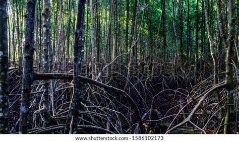 Beauty Mangrove Forest Ecosystem Kutai National Stock Photo