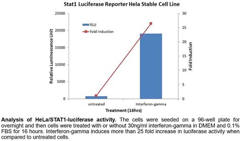 Luciferase Reporter Stable Cell Lines Signosis Bioassay Research