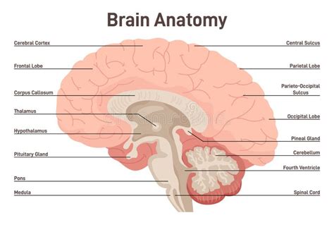 Anatomie Du Cerveau Humain Structure De Section Transversale Du