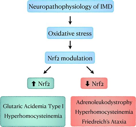 Frontiers Nuclear Factor Erythroid 2 Related Factor 2 Signaling In