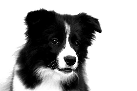 Border Collie Png Photos Png Mart