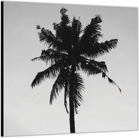 Dibond Silhouet Palmboom In De Lucht 50x50 Foto Op Aluminium