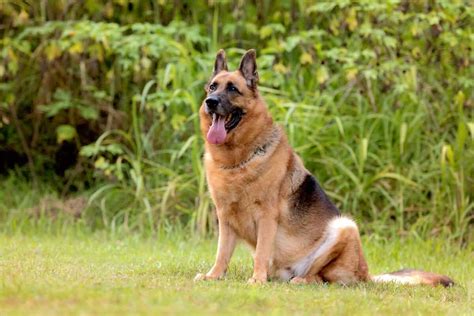 Alsatian | Dog Breed Information, Pictures, Traits & Facts