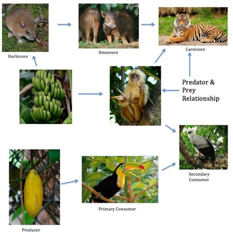 Food Chain And Food Web Tropical Rainforests