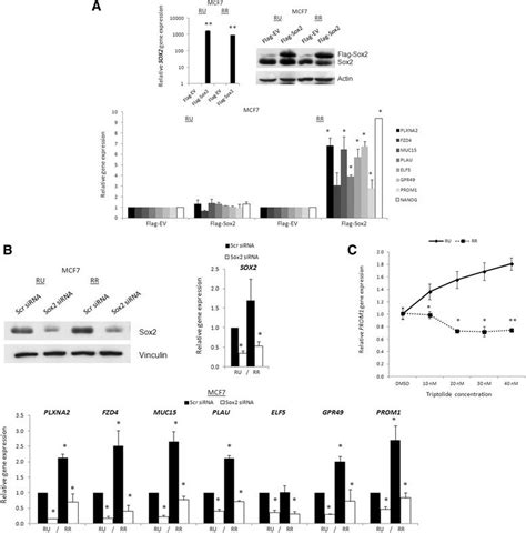 Sex Determining Region Y Sry Box Binding Protein 2 Sox2 Can