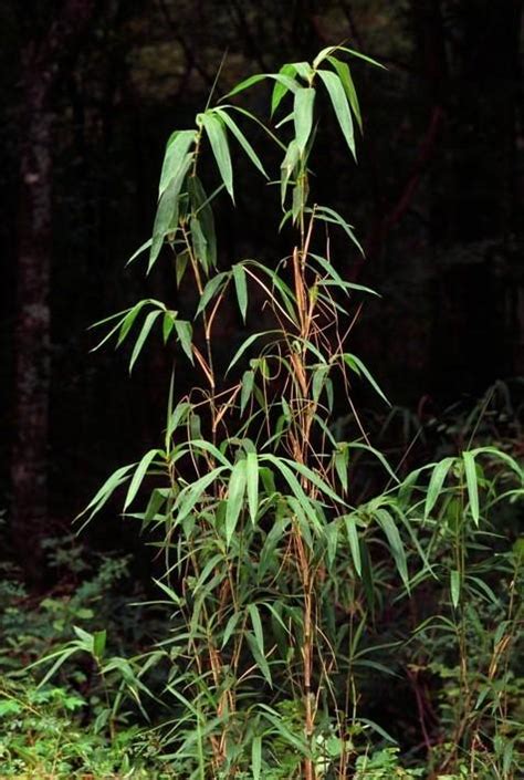 Giant Cane Arundinaria Gigantea