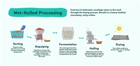 Coffee Processing Methods | Discover How Coffee Gets Made – Bean & Bean Coffee Roasters