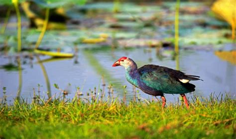 Bundala And Tissa Wetlands Sri Lanka Activities Red Dot Tours