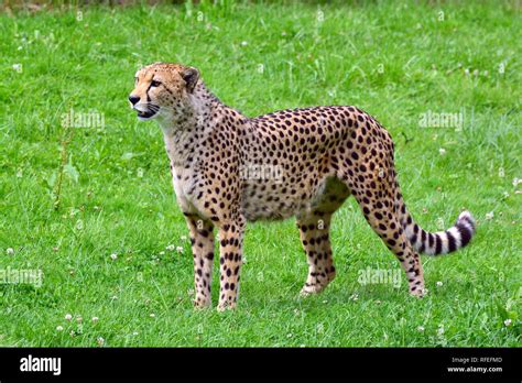 cheetah, Gepard, gepárd, Acinonyx jubatus Stock Photo - Alamy