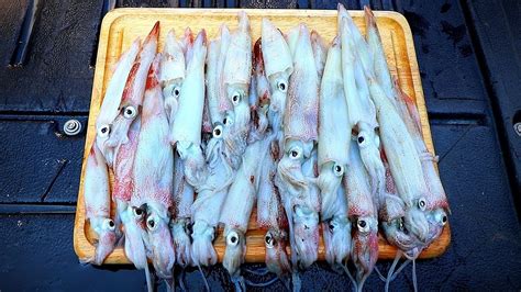 Catch And Cook Squid Jigging For Squid Youtube