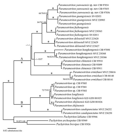 Maximum Likelihood ML Tree Based On Mitochondrial ND2 And Flanking