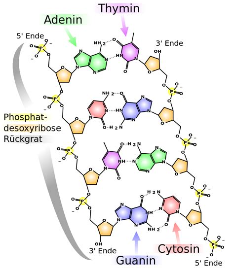 Aufbau Struktur Und Verschiedene Arten Der Dna