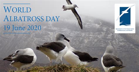 Acap Proposes A World Albatross Day Cms